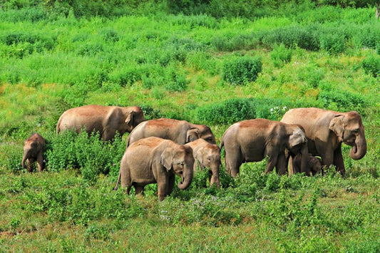Elephant Safari Kui Buri